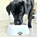 Gamelle Anti-éclaboussures SplashGuard™ pour Animaux